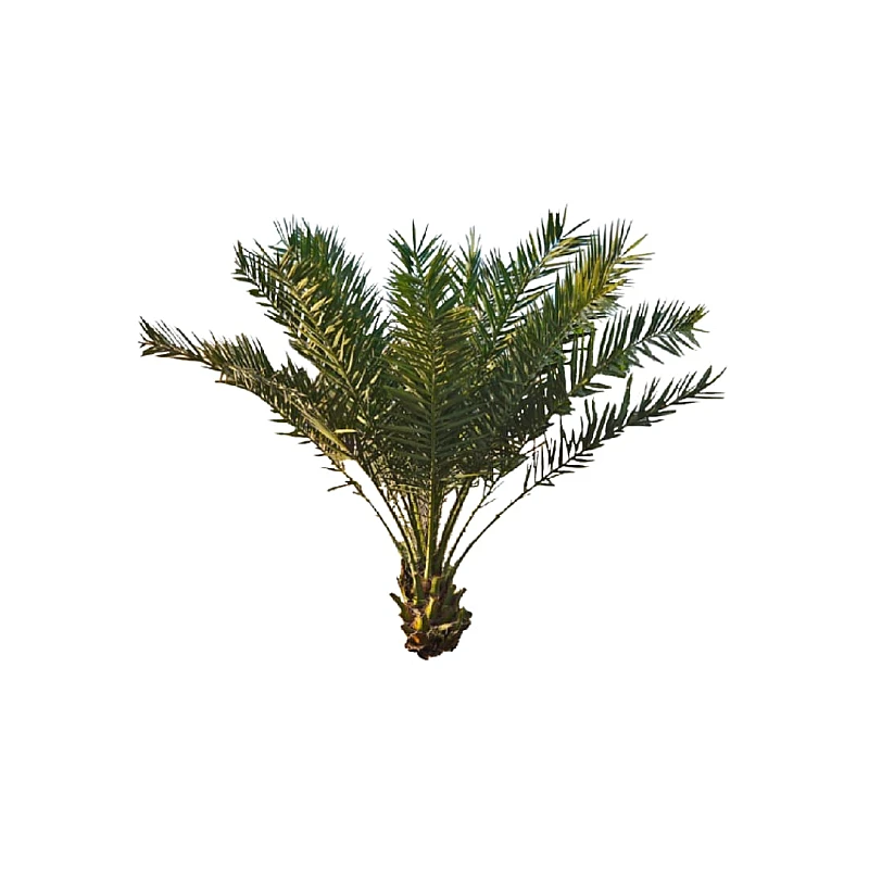 نوران رمضان 